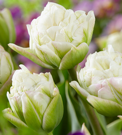 5 kpl Tulppaani ’Mount Tacoma’