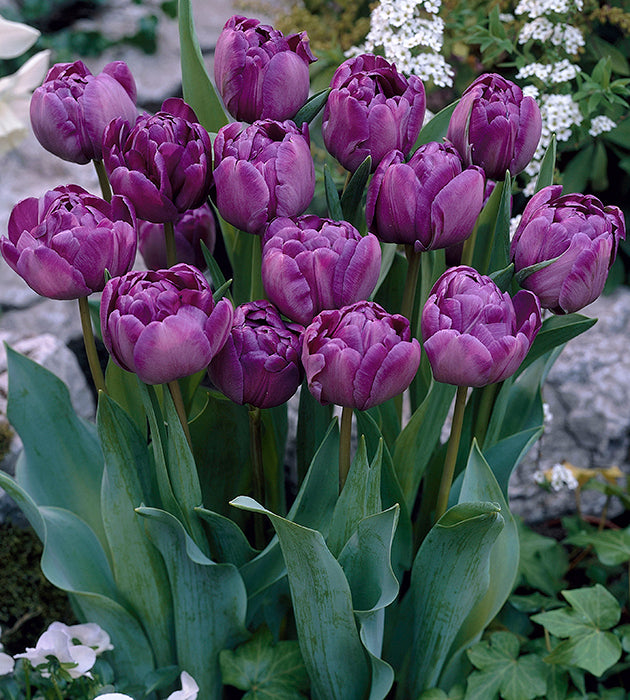 15 kpl Tulppaani ’Negrita Double’