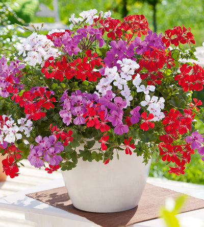 3 kpl Pelargoni ’Rainbow mix’