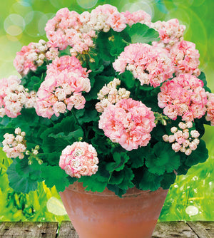 Pelargoni ’Appleblossom’ 3 kpl