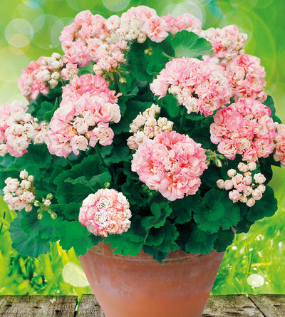 3 kpl Pelargoni ’Appleblossom’