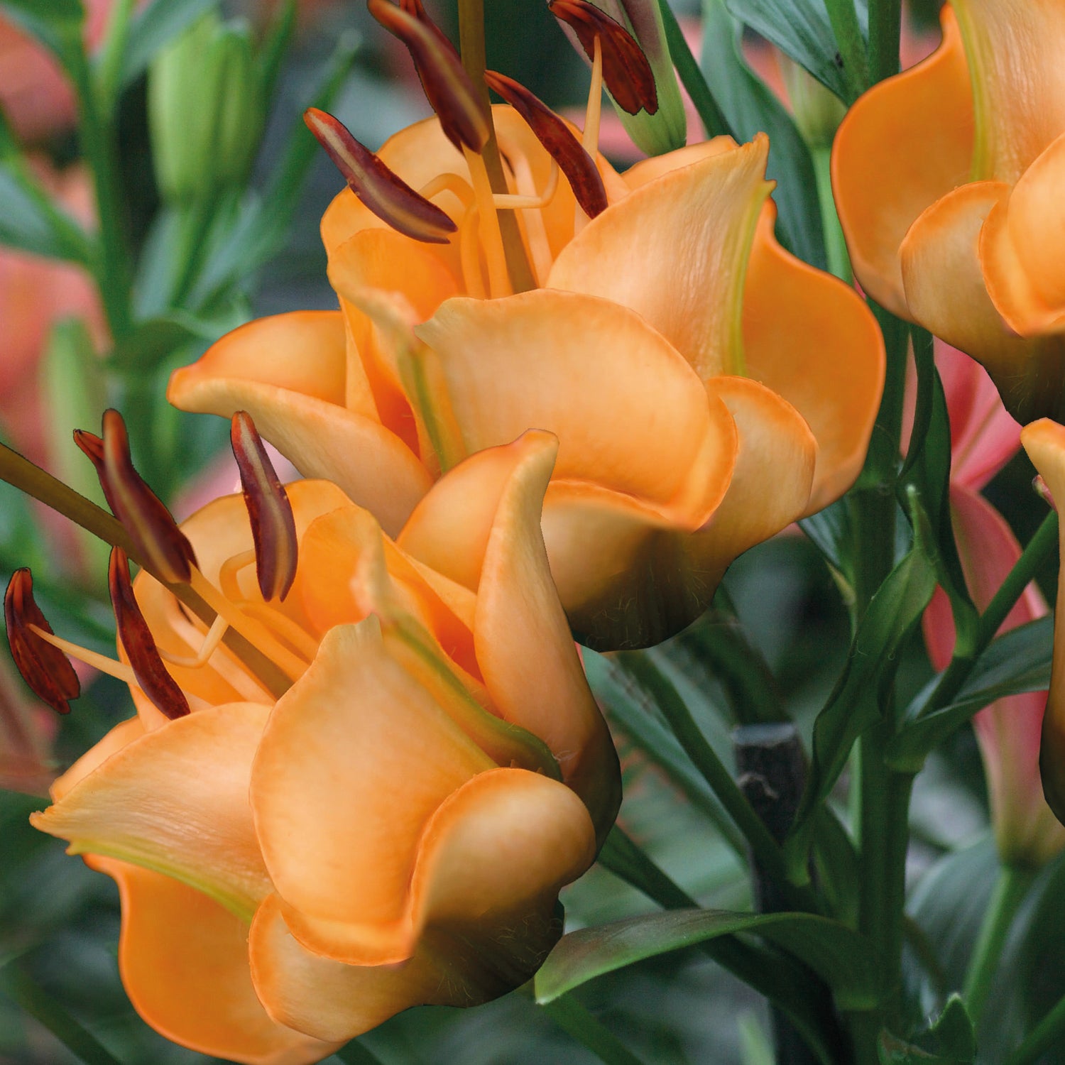 3 kpl Kerrottu värililja ’Apricot Fudge’