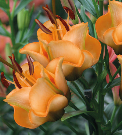 3 kpl Kerrottu värililja ’Apricot Fudge’
