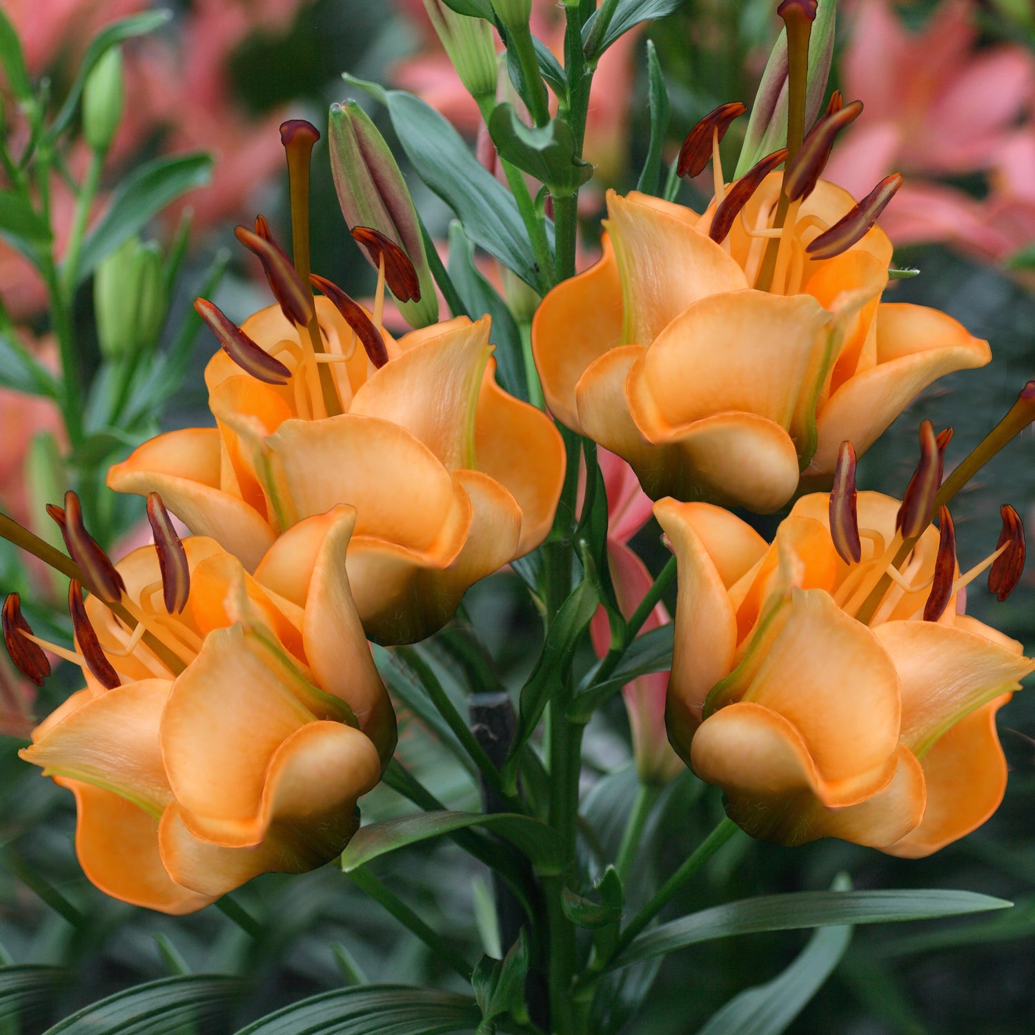 3 kpl Kerrottu värililja ’Apricot Fudge’