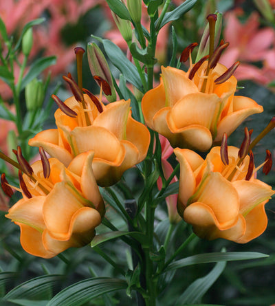 3 kpl Kerrottu värililja ’Apricot Fudge’