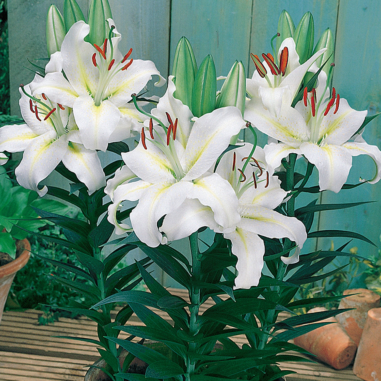 5 kpl Oriental-lilja ’Luzia’