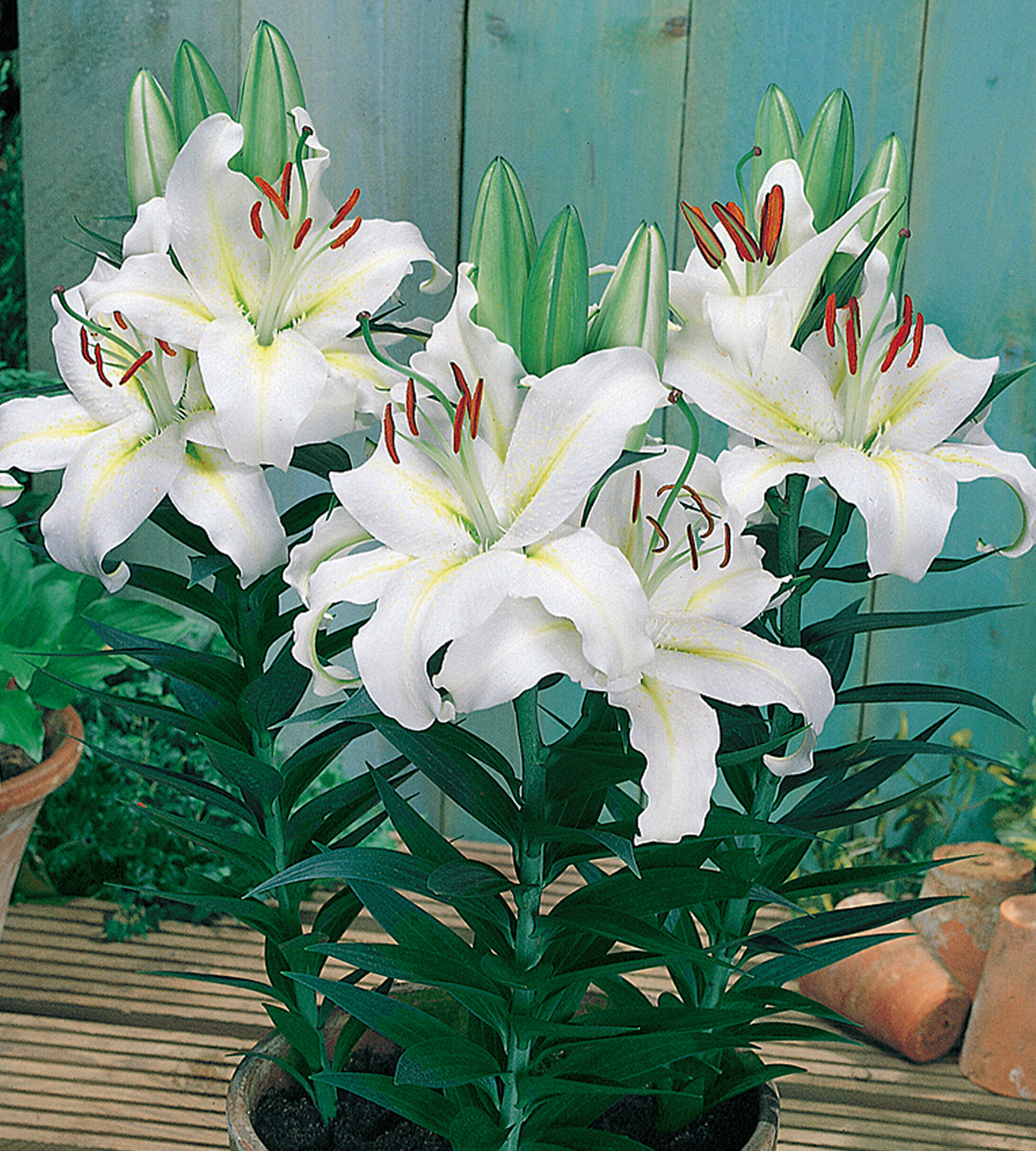 5 kpl Oriental-lilja ’Luzia’