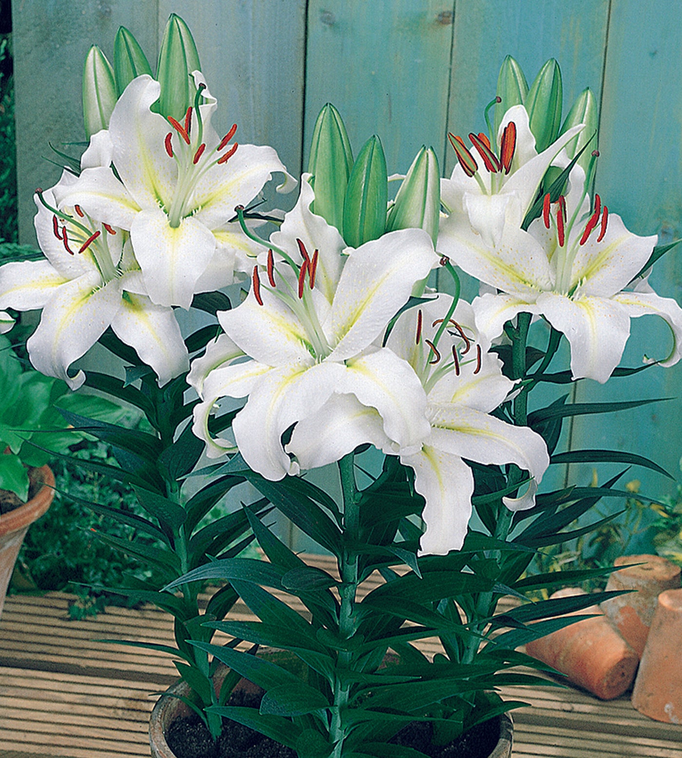 5 kpl Oriental-lilja ’Luzia’