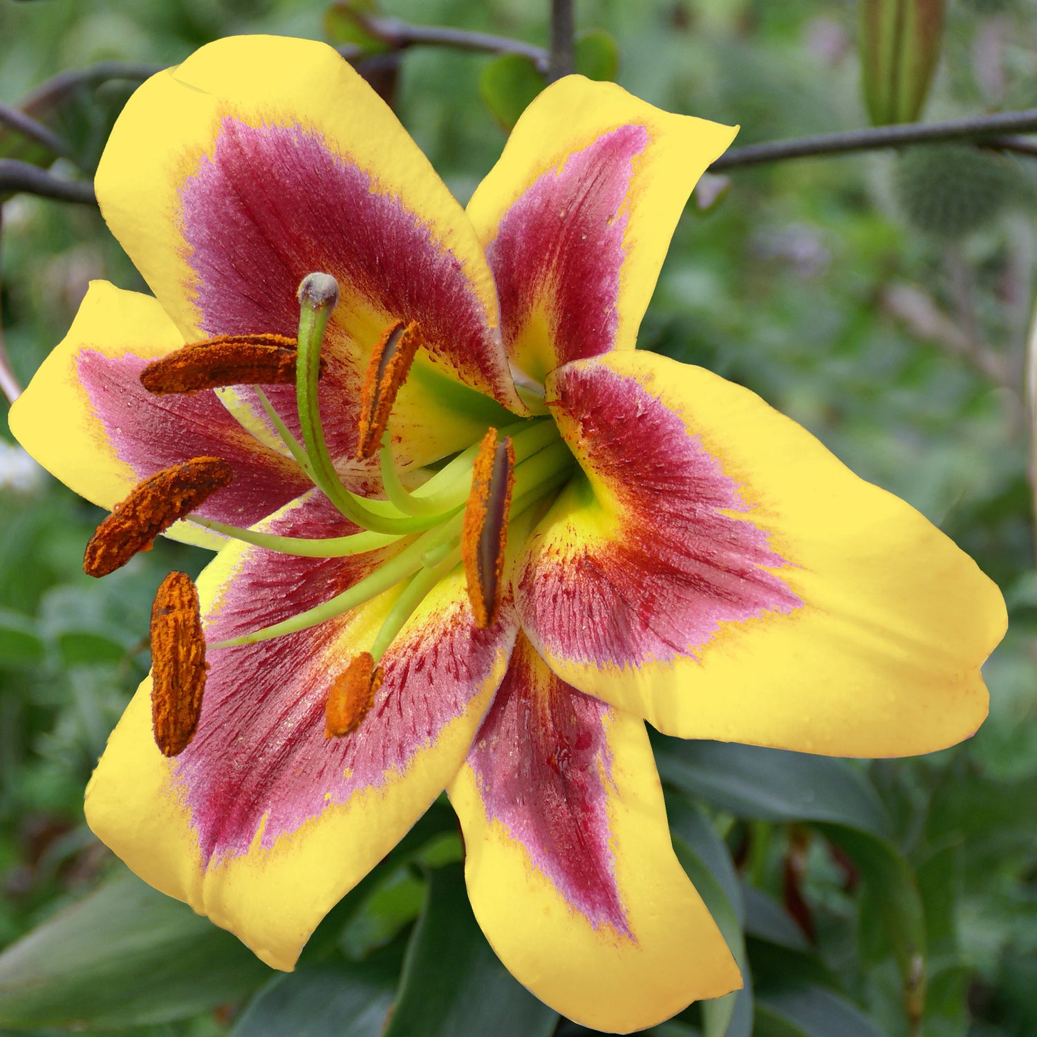 5 kpl Puulilja ’Robert Swanson’
