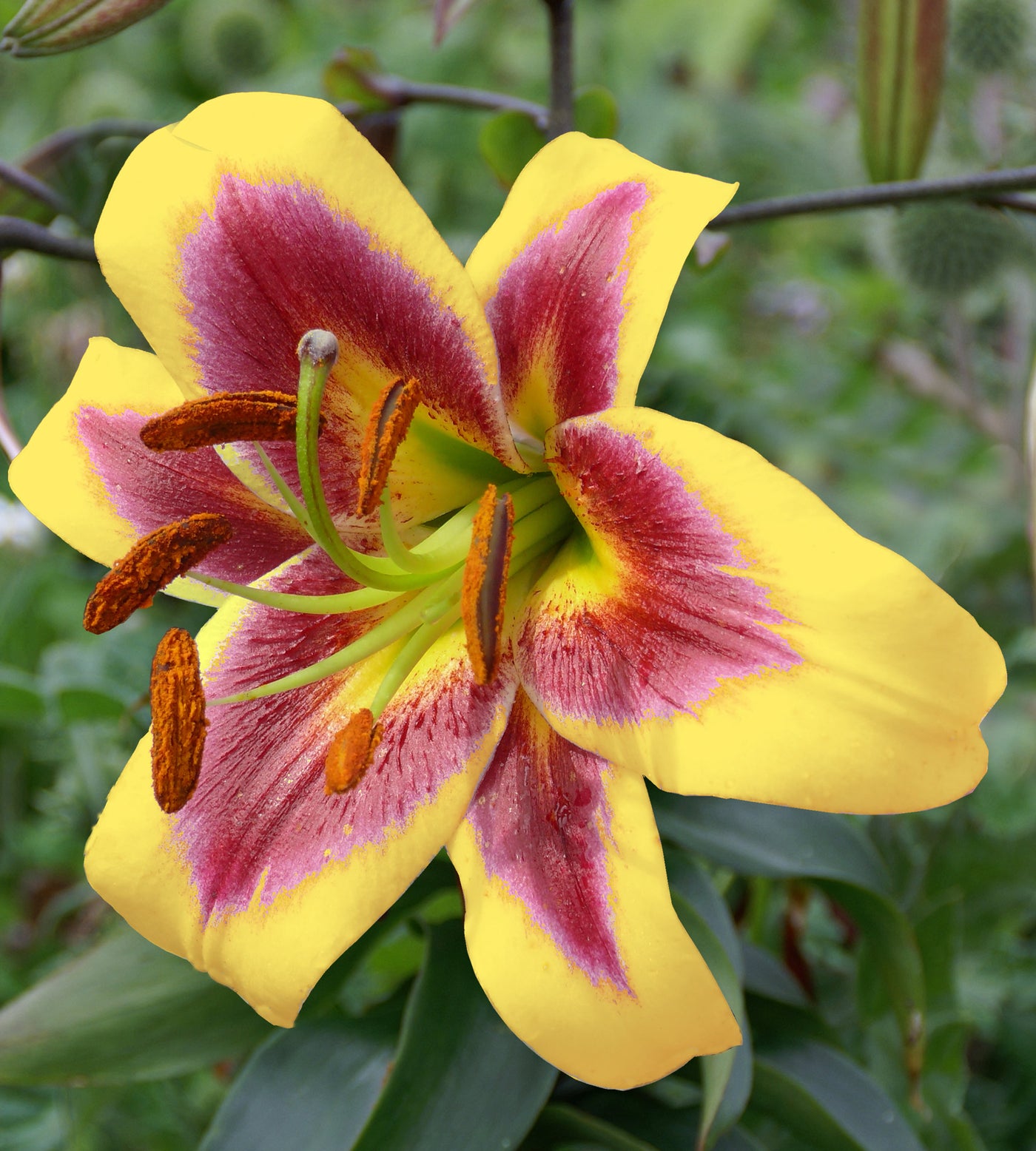 5 kpl Puulilja ’Robert Swanson’