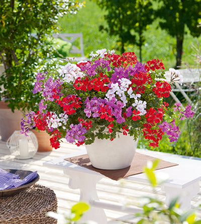 3 kpl Pelargoni ’Rainbow mix’