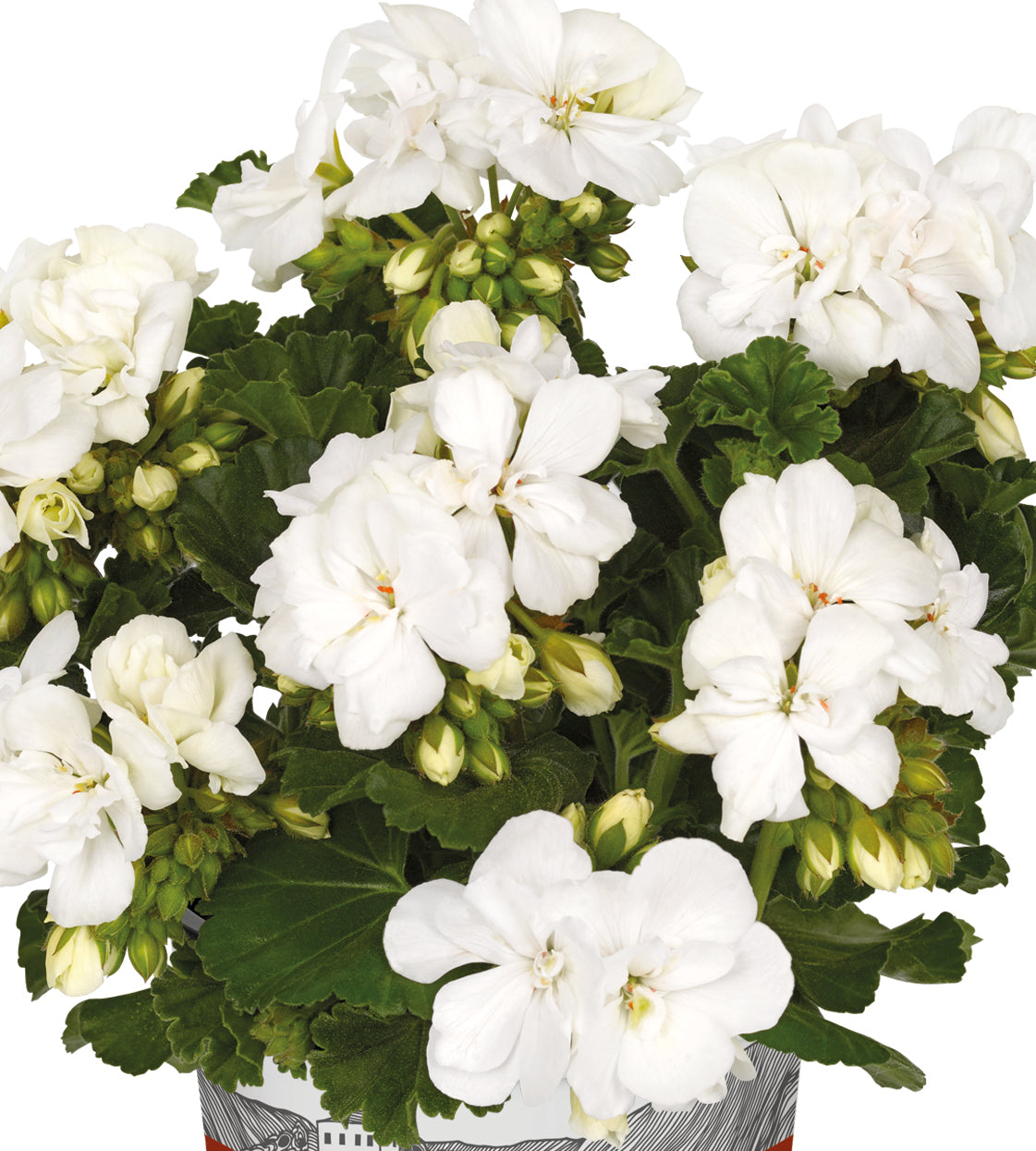 3 kpl Pelargoni ’Erika White’