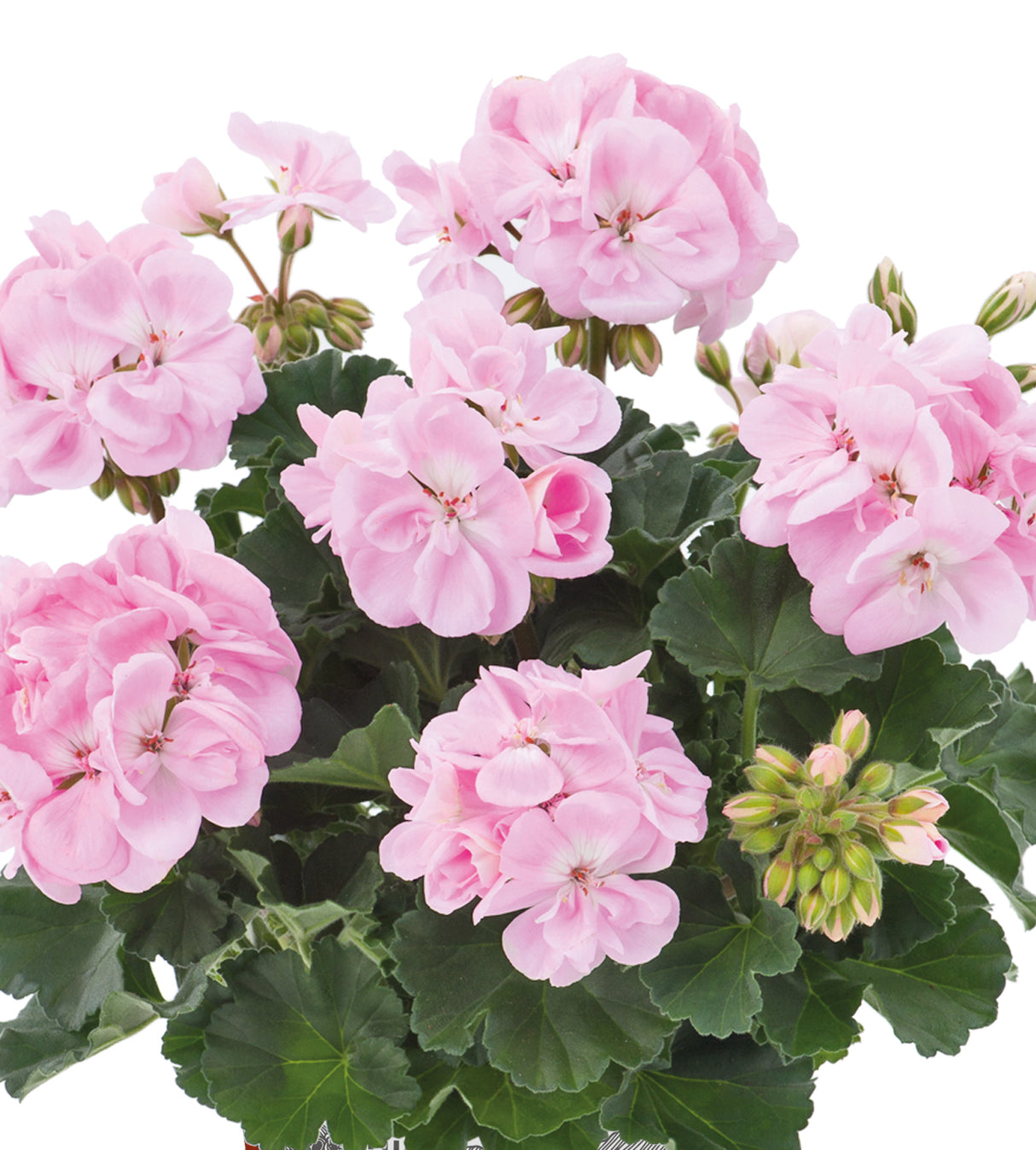 3 kpl Pelargoni ’Karen Light Pink’