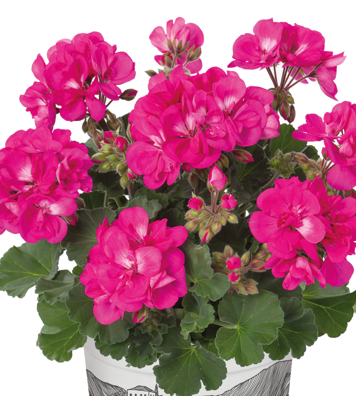 3 kpl Pelargoni ’Klaas Lilac’