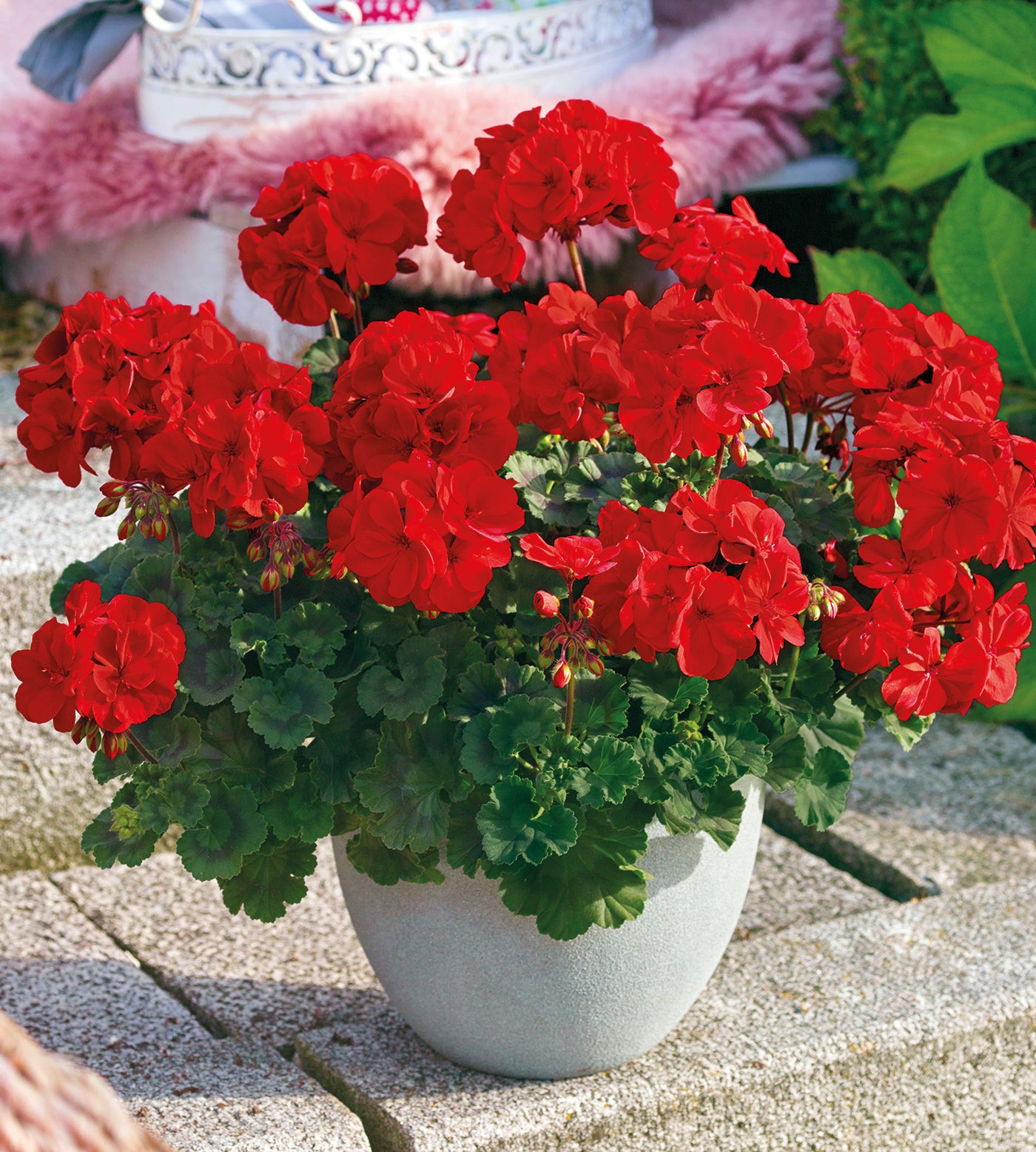 3 kpl Pelargoni ’Mylena Red’