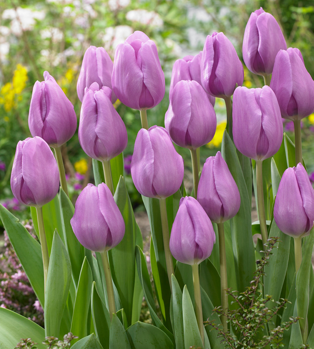 5 kpl Tulppaani 'Alibi'
