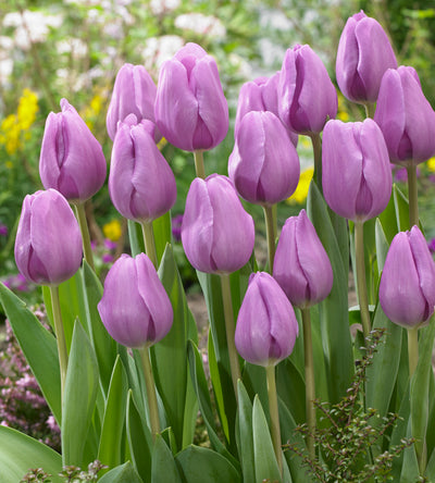 10 kpl Tulppaani 'Alibi'