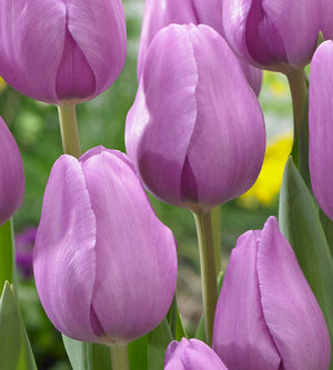 5 kpl Tulppaani 'Alibi'