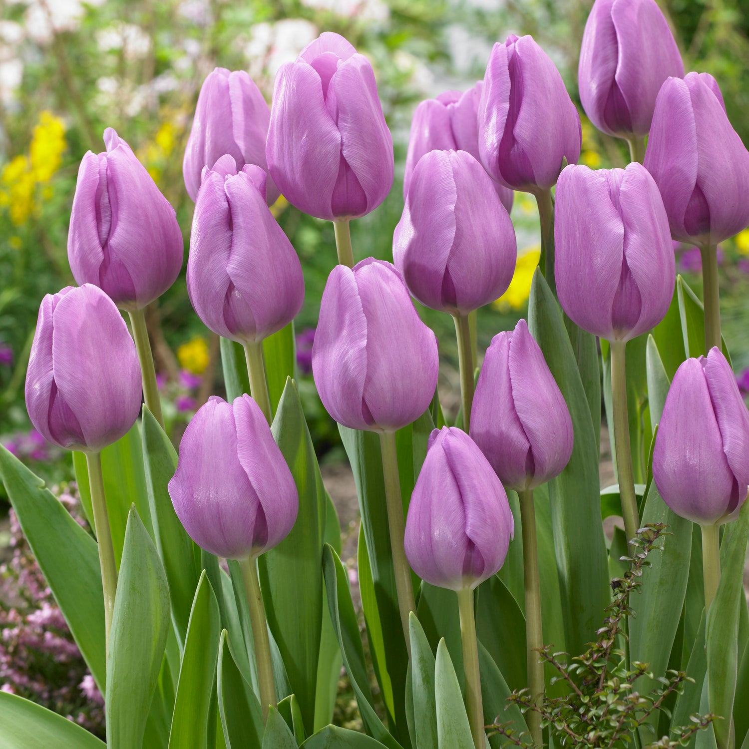 15 kpl Tulppaani 'Alibi'