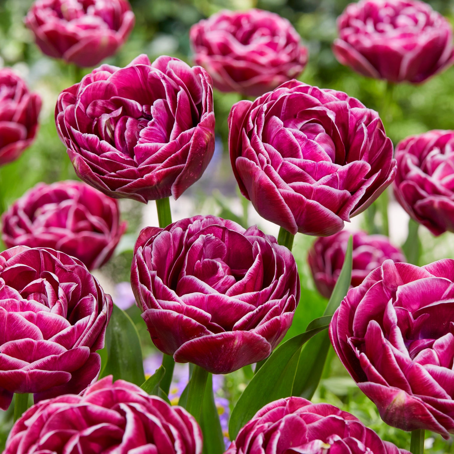 5 kpl Tulppaani 'Dream Touch'