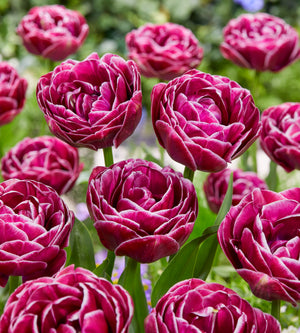 5 kpl Tulppaani 'Dream Touch'