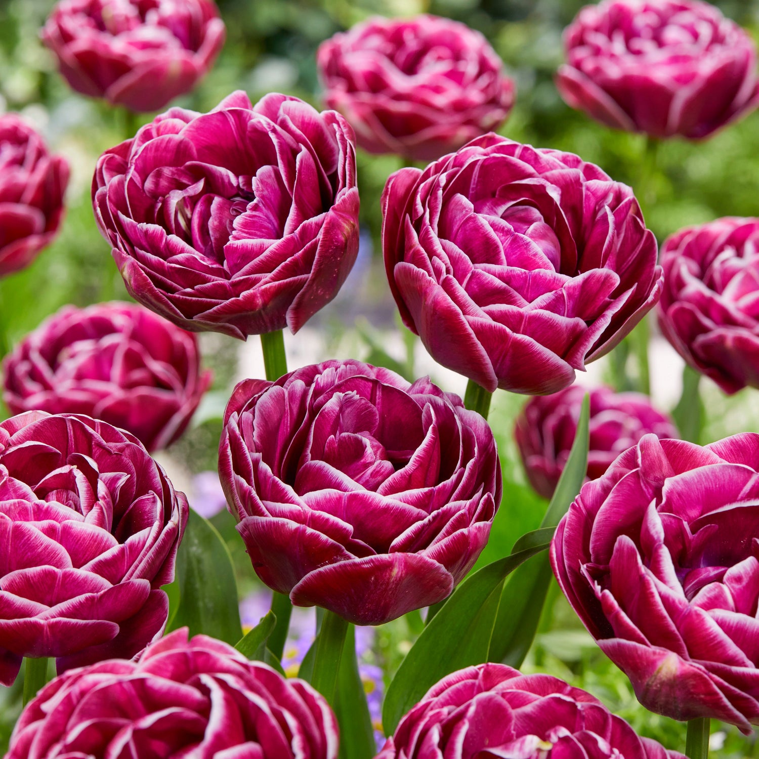 15 kpl Tulppaani 'Dream Touch'
