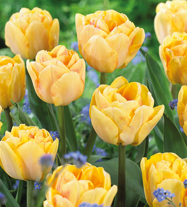 30 kpl Tulppaani ’Foxy Foxtrot’