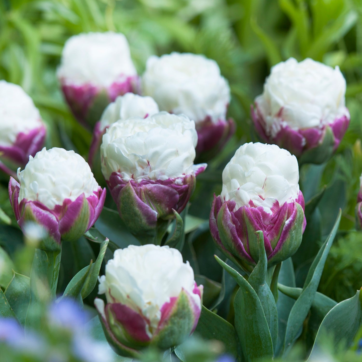 5 kpl Tulppaani 'Ice Cream'