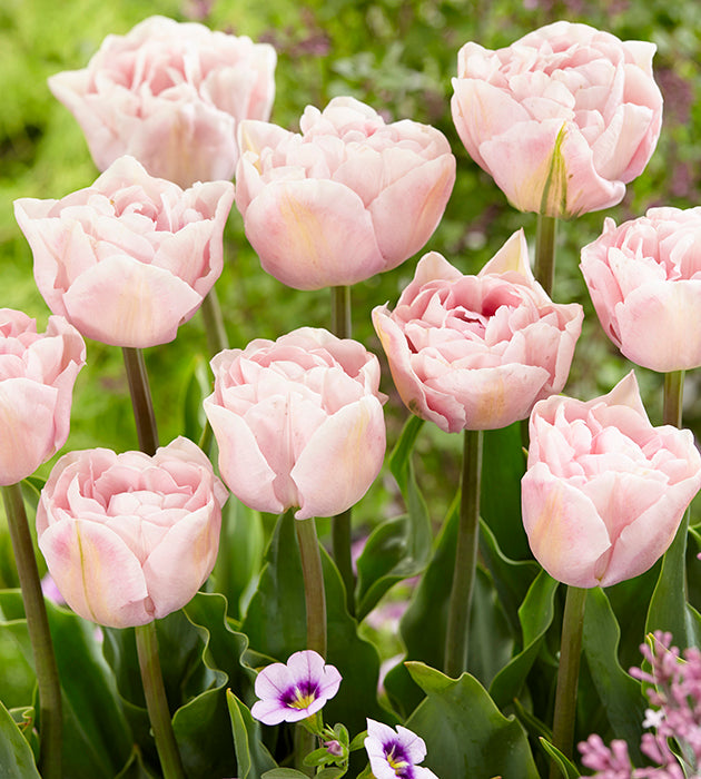 15 kpl Tulppaani ’Angelique’