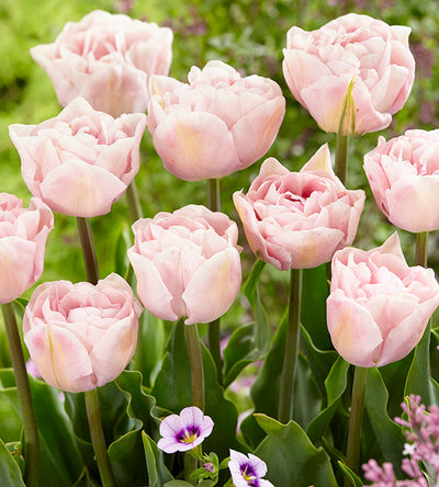 15 kpl Tulppaani ’Angelique’