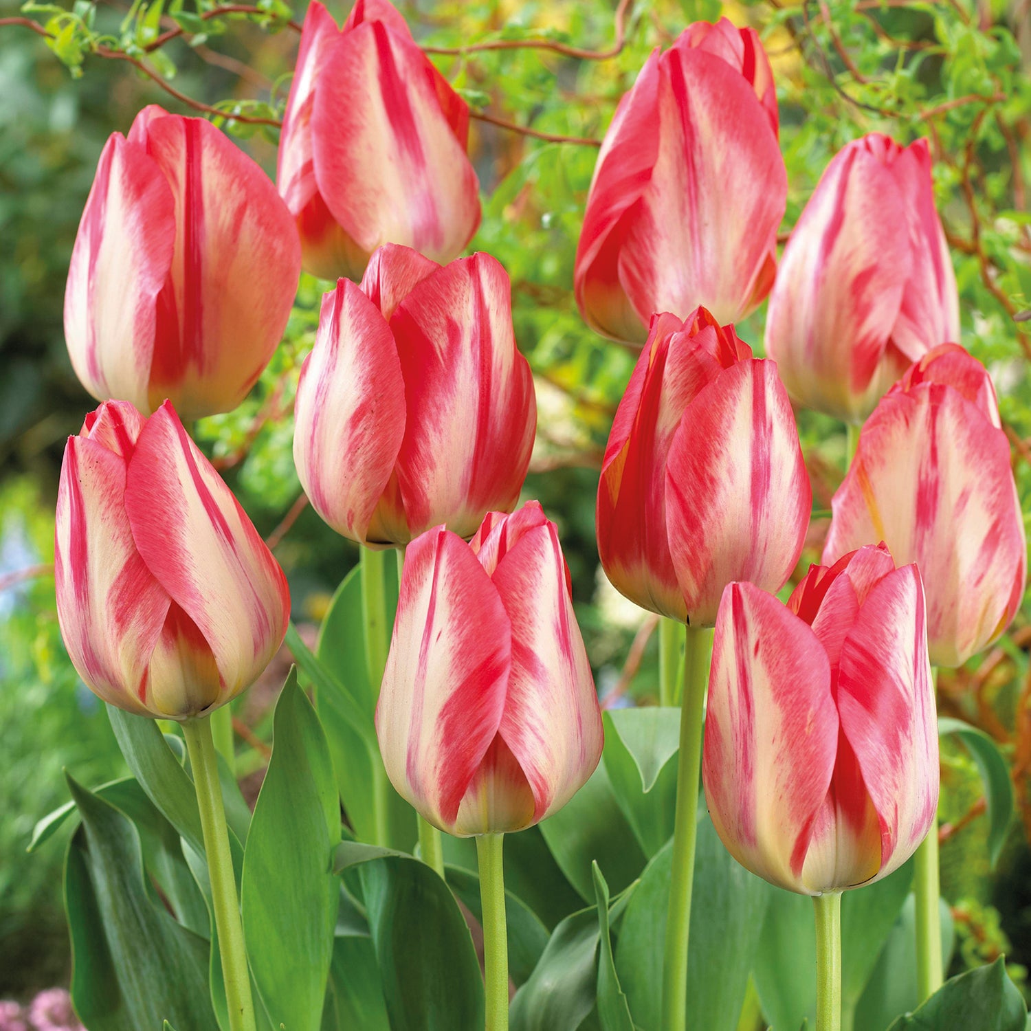 10 kpl Tulppaani 'Spryng Break'