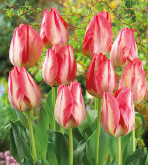 10 kpl Tulppaani 'Spryng Break'
