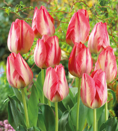 10 kpl Tulppaani 'Spryng Break'