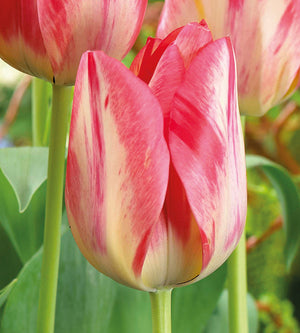 30 kpl Tulppaani 'Spryng Break'