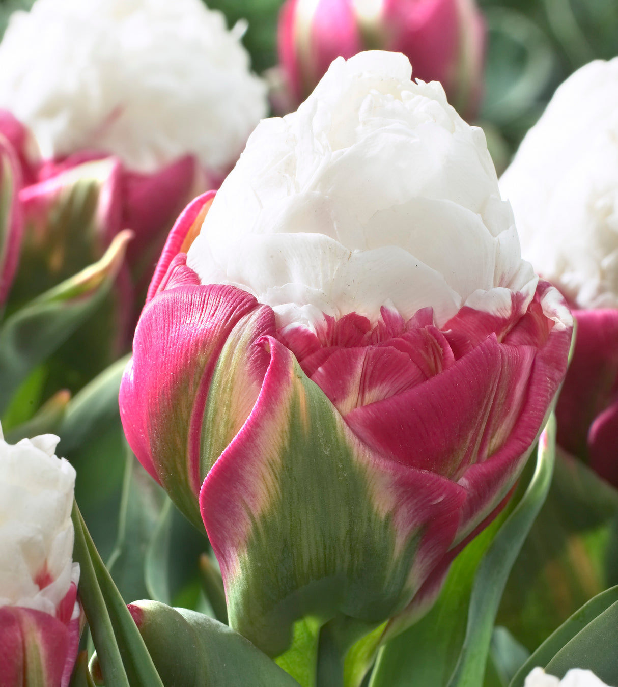 5 kpl Tulppaani 'Ice Cream'