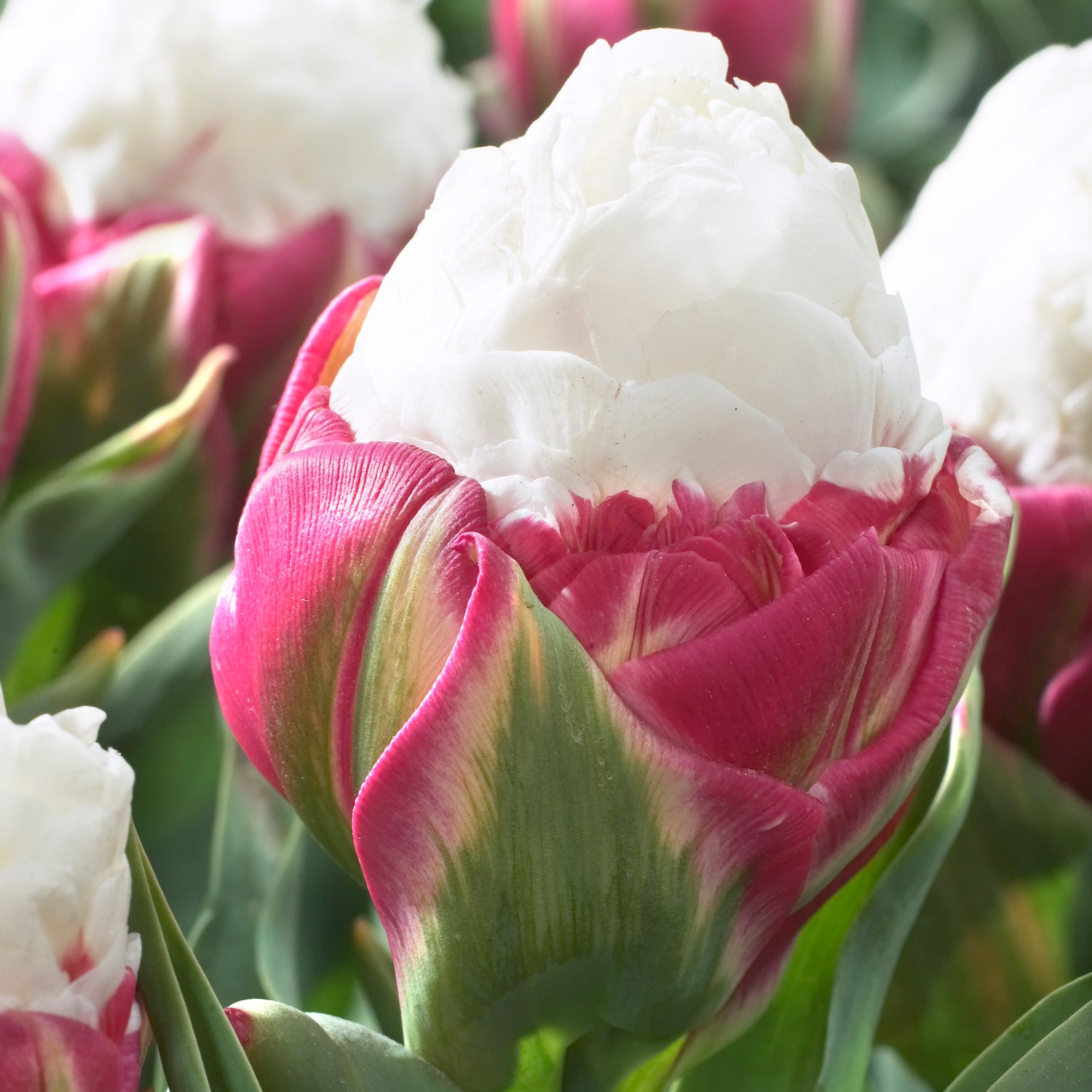 15 kpl Tulppaani 'Ice Cream'