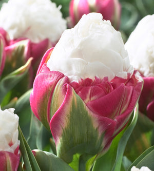 15 kpl Tulppaani 'Ice Cream'