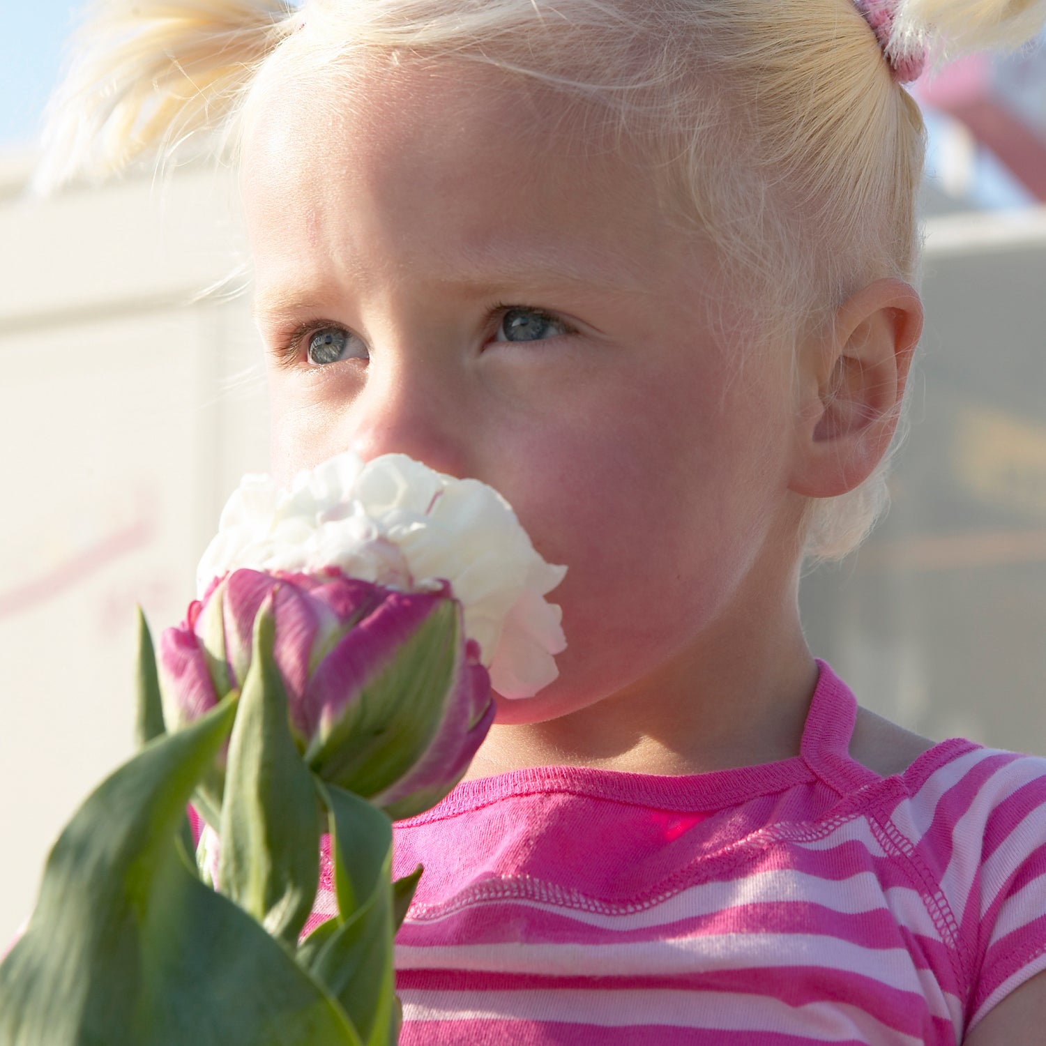 15 kpl Tulppaani 'Ice Cream'