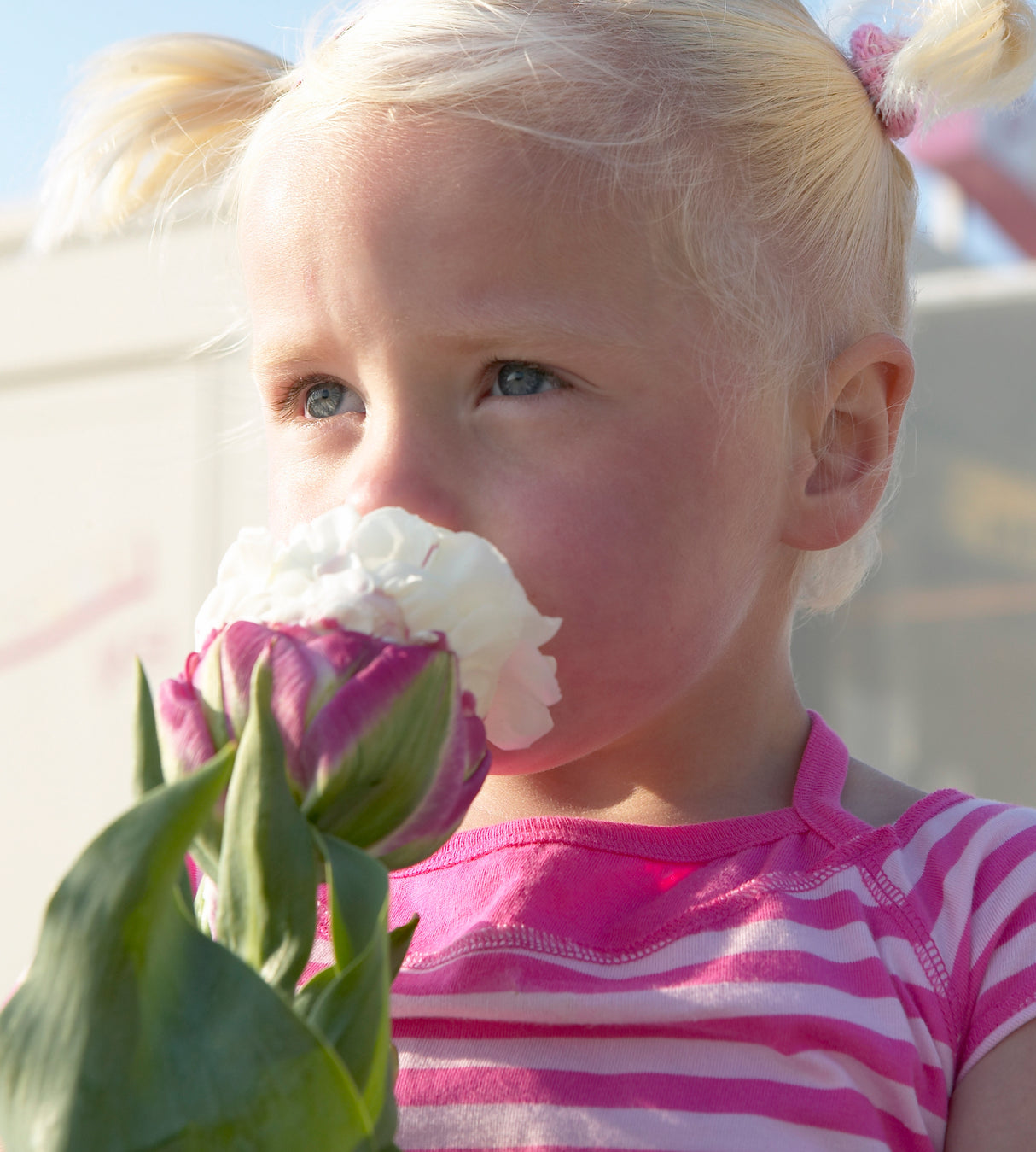 15 kpl Tulppaani 'Ice Cream'