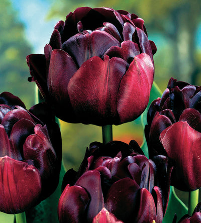 15 kpl Tulppaani 'Black Hero'