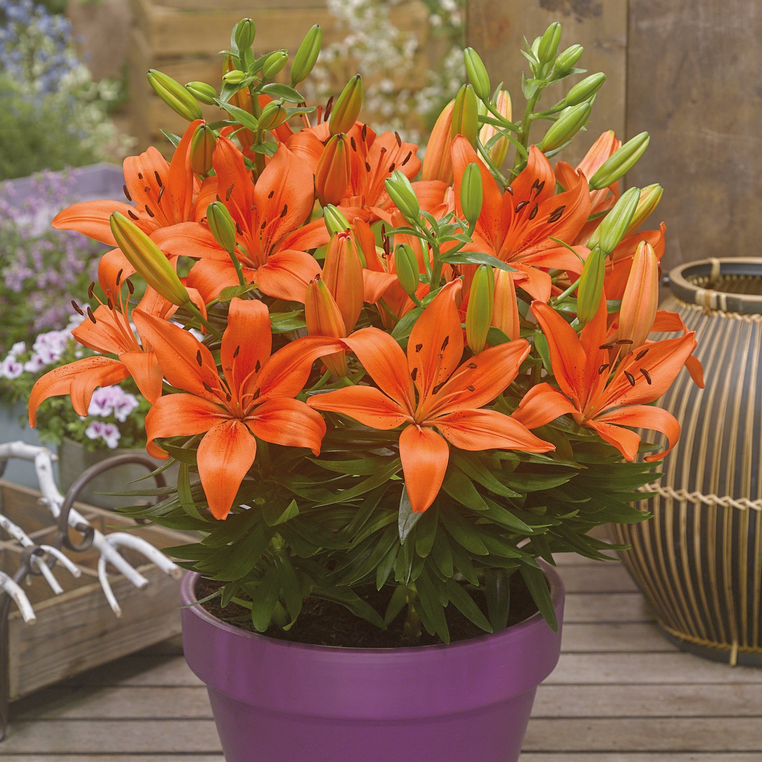 5 kpl Värililja ’FantAsiatic Orange’