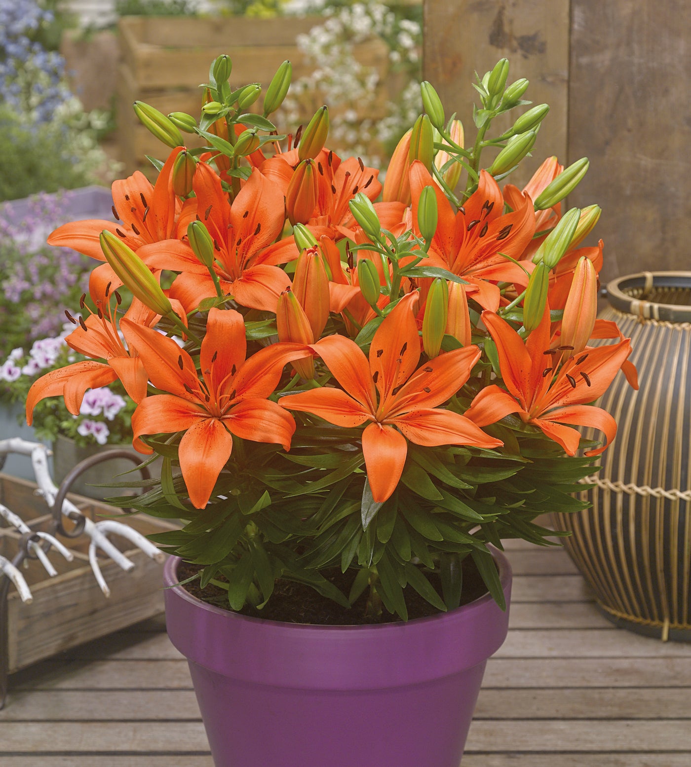 5 kpl Värililja ’FantAsiatic Orange’