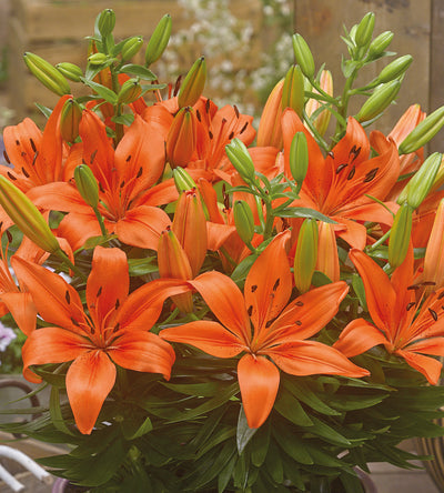 5 kpl Värililja ’FantAsiatic Orange’