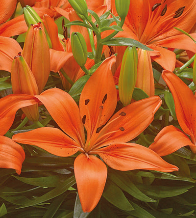 5 kpl Värililja ’FantAsiatic Orange’