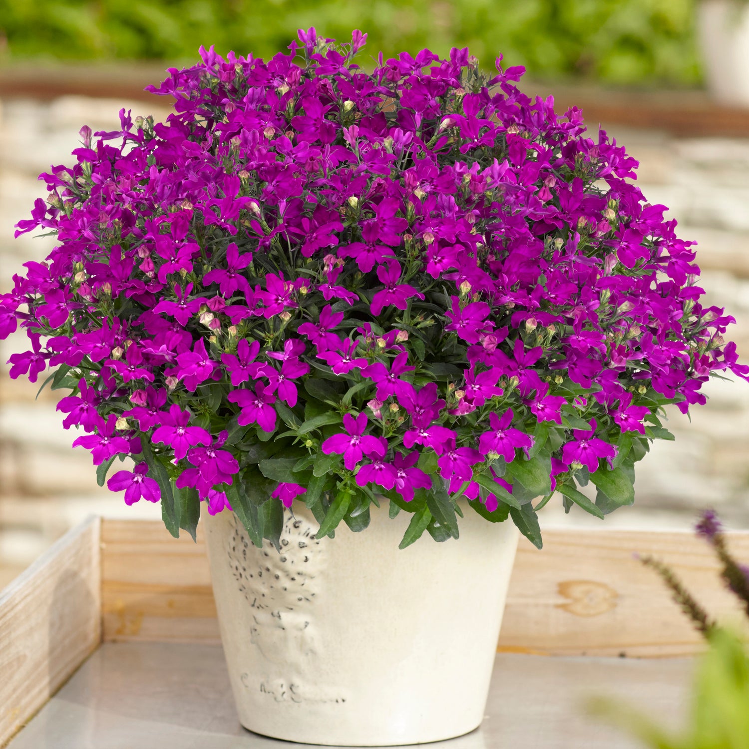 5 kpl Lobelia ’Sweet Springs Purple’
