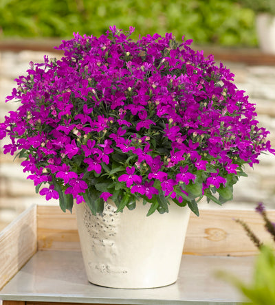 5 kpl Lobelia ’Sweet Springs Purple’