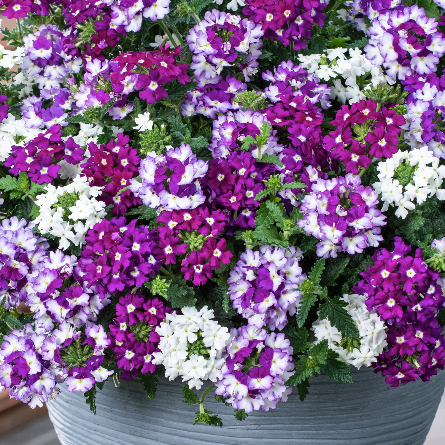 4 kpl Verbena ’Firehouse mix’