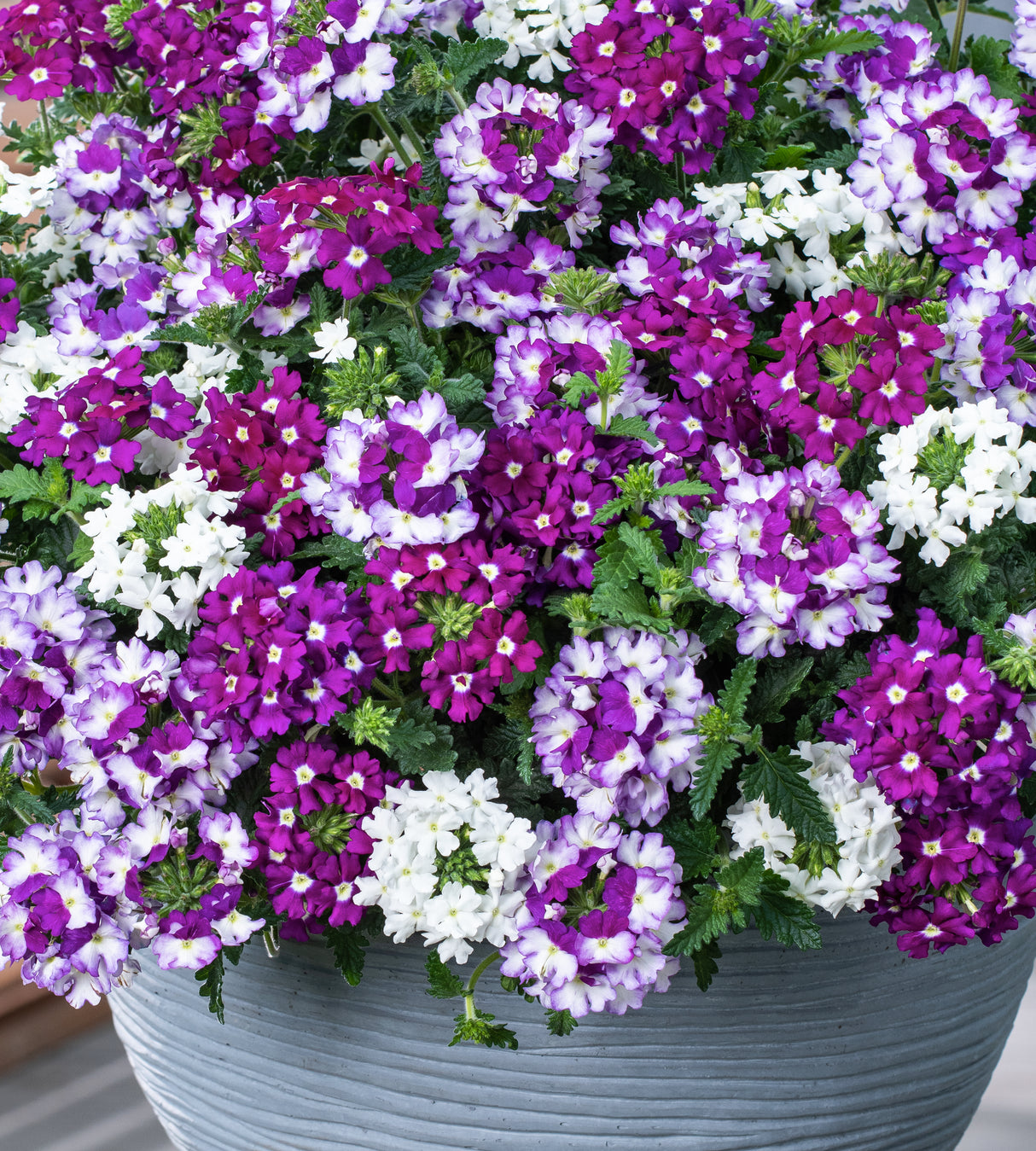 4 kpl Verbena ’Firehouse mix’