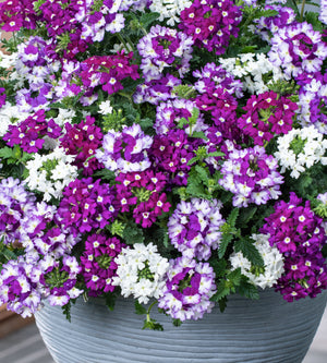 4 kpl Verbena ’Firehouse mix’