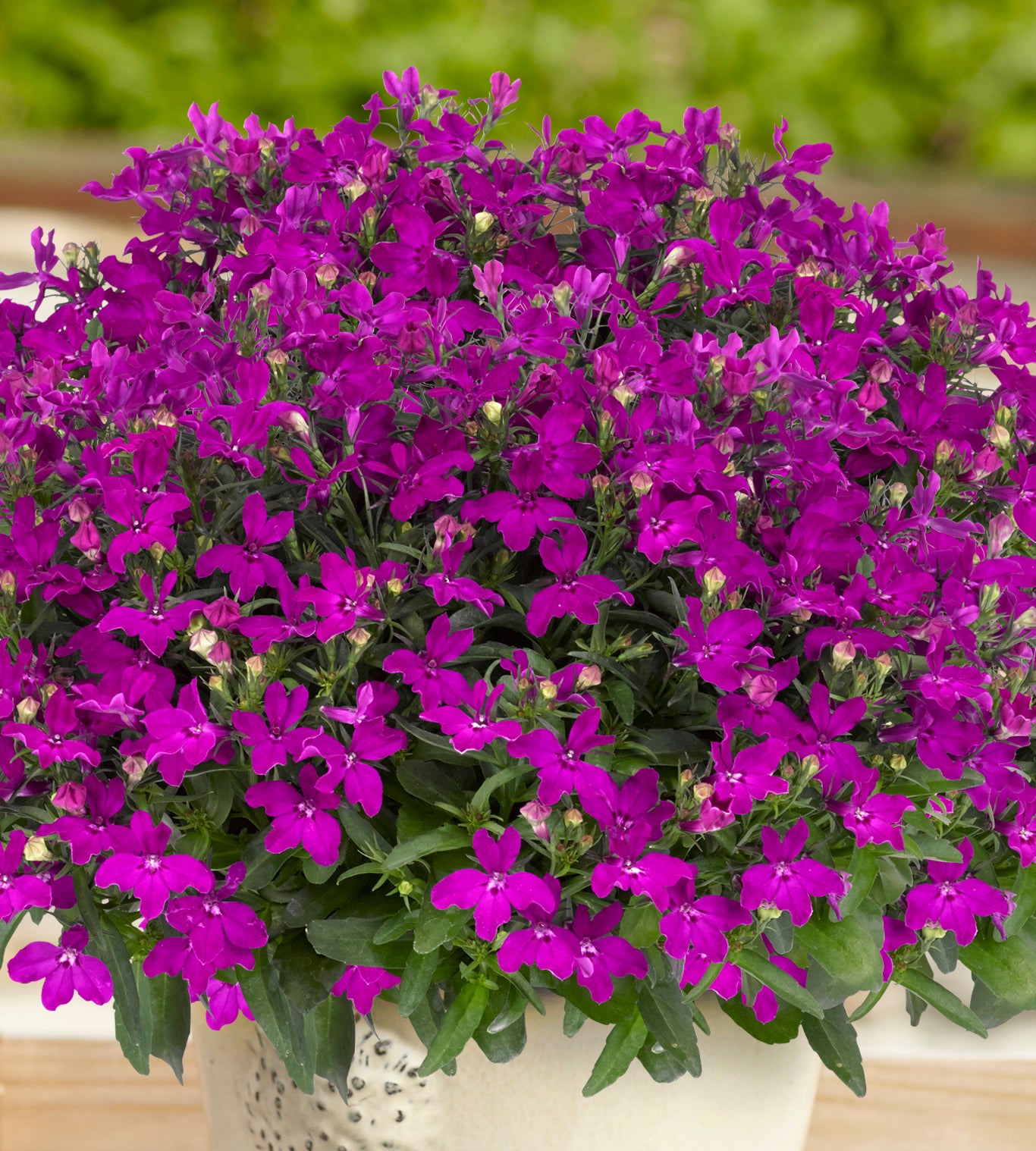 5 kpl Lobelia ’Sweet Springs Purple’